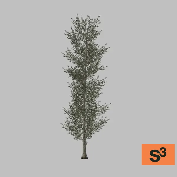 tree-poplar-006 — 3D model preview