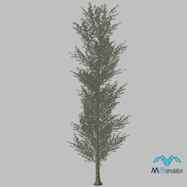 tree-poplar-009 — 3D model preview
