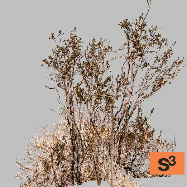 bush-003 — 3D model preview