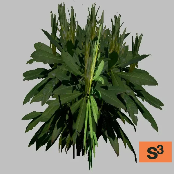 bush-004 — 3D model preview